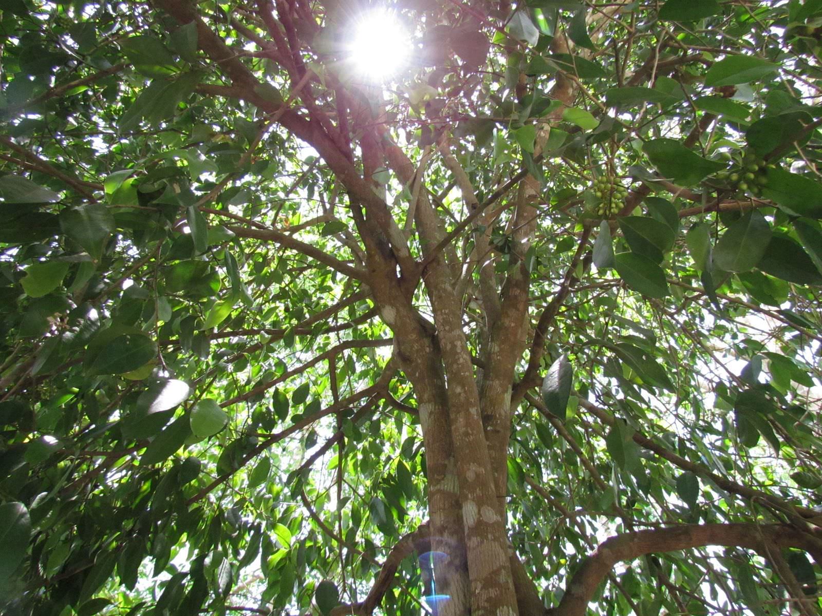 Mosannona depressa